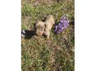 Dachshund Puppy for sale in Live Oak, FL, USA