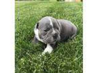 Bulldog Puppy for sale in Kaysville, UT, USA