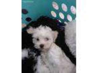 Havanese Puppy for sale in Lakeland, FL, USA