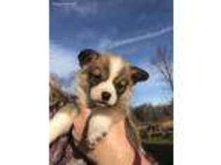 Pembroke Welsh Corgi Puppy for sale in Demorest, GA, USA