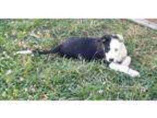 Border Collie Puppy for sale in Watertown, TN, USA