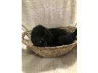 Labradoodle Puppy for sale in Cartersville, GA, USA