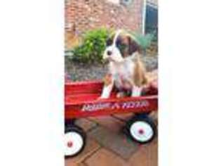 Boxer Puppy for sale in Millington, MD, USA
