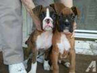 Boxer Puppy for sale in ROLLING PRAIRIE, IN, USA