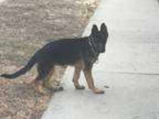 German Shepherd Dog Puppy for sale in Canoga Park, CA, USA
