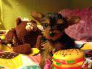 Yorkshire Terrier Puppy for sale in MAUK, GA, USA
