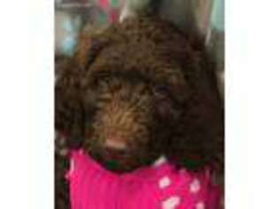 Labradoodle Puppy for sale in Marietta, OH, USA