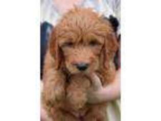 Goldendoodle Puppy for sale in Diamond, MO, USA