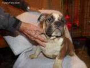 Bulldog Puppy for sale in Stella, MO, USA