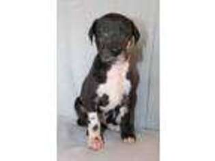 Great Dane Puppy for sale in Battle Ground, WA, USA