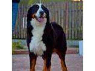 Bernese Mountain Dog Puppy for sale in Fort Lauderdale, FL, USA