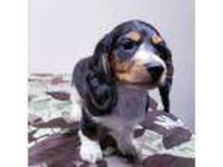 Dachshund Puppy for sale in Medford, OR, USA