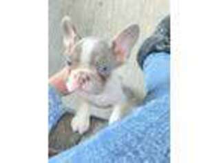 French Bulldog Puppy for sale in Comstock Park, MI, USA