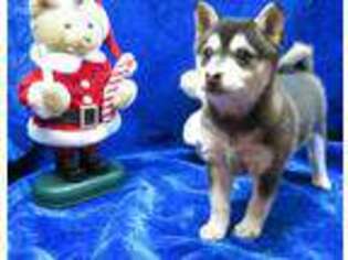 Alaskan Klee Kai Puppy for sale in Norwood, MO, USA