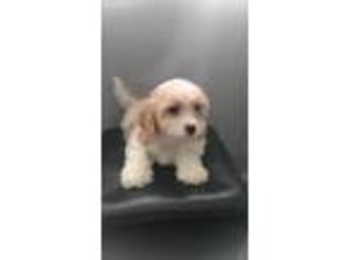 Cavachon Puppy for sale in Dalton, OH, USA
