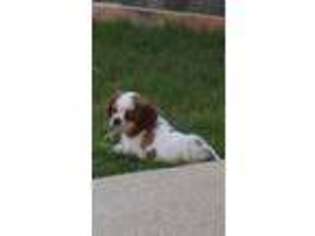 Cavalier King Charles Spaniel Puppy for sale in Roanoke, TX, USA