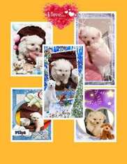 Maltipom Puppy for sale in Youngstown, OH, USA