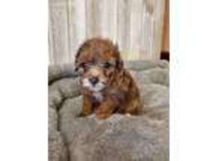 Mutt Puppy for sale in Quitman, AR, USA