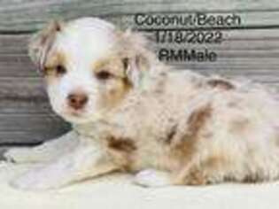 Miniature Australian Shepherd Puppy for sale in Mathis, TX, USA