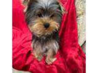 Yorkshire Terrier Puppy for sale in Valencia, CA, USA