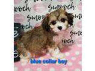 Cavachon Puppy for sale in Ira, MI, USA