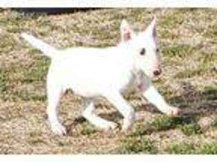 Bull Terrier Puppy for sale in Vernon, TX, USA