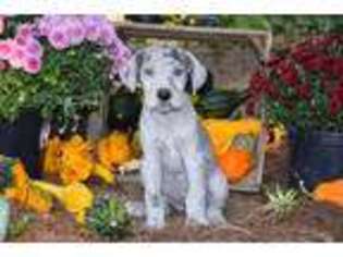 Great Dane Puppy for sale in Wooster, OH, USA