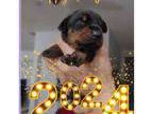 Doberman Pinscher Puppy for sale in West Palm Beach, FL, USA