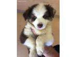 Australian Shepherd Puppy for sale in Opp, AL, USA