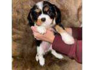 Cavalier King Charles Spaniel Puppy for sale in Mont Belvieu, TX, USA