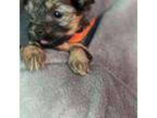 Yorkshire Terrier Puppy for sale in Lebanon, OR, USA