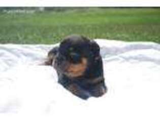 Rottweiler Puppy for sale in California, MO, USA