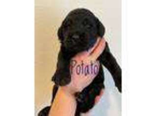 Mutt Puppy for sale in Bremerton, WA, USA
