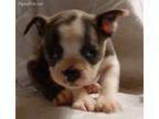 Boston Terrier Puppy for sale in Danville, IL, USA