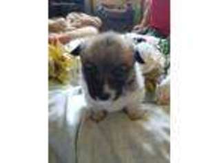 Pembroke Welsh Corgi Puppy for sale in Odem, TX, USA