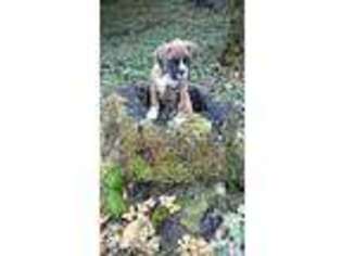 Boxer Puppy for sale in COLTON, OR, USA