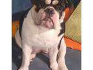 Bulldog Puppy for sale in Princeton, KY, USA