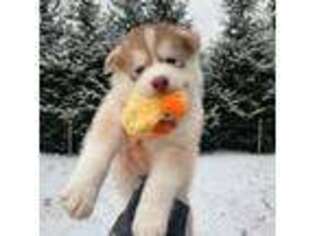 Siberian Husky Puppy for sale in Providence, RI, USA