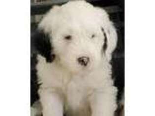 Old English Sheepdog Puppy for sale in Cherry Hill, NJ, USA