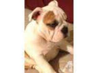 Bulldog Puppy for sale in LIVINGSTON, TX, USA