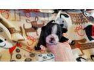 Boston Terrier Puppy for sale in Central Point, OR, USA