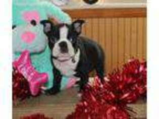 Boston Terrier Puppy for sale in Little Falls, NY, USA