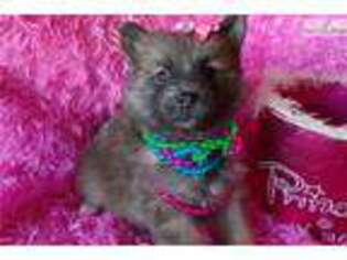 Pomeranian Puppy for sale in Fort Worth, TX, USA