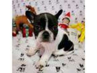 French Bulldog Puppy for sale in Rumney, NH, USA