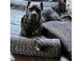 Cane Corso Puppy for sale in Southfield, MI, USA