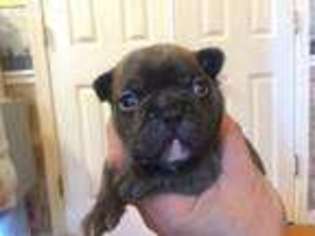 French Bulldog Puppy for sale in Joliet, IL, USA