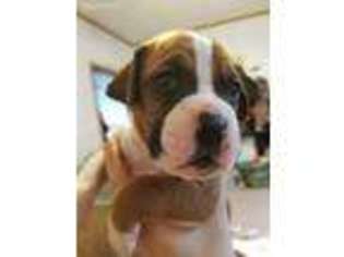 Boxer Puppy for sale in Gravois Mills, MO, USA
