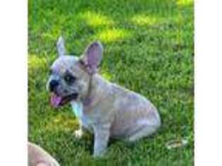 French Bulldog Puppy for sale in Gardendale, TX, USA