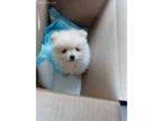 Pomeranian Puppy for sale in San Jose, CA, USA