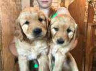 Golden Retriever Puppy for sale in Albany, MN, USA